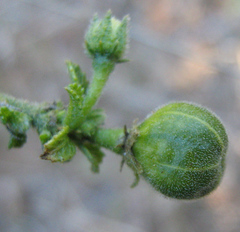 Hibiscus micranthus