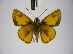 Osmodes laronia