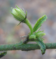 Hibiscus micranthus