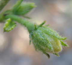 Hibiscus micranthus