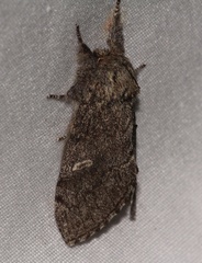 Notodonta torva simplaria