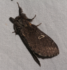 Notodonta torva simplaria