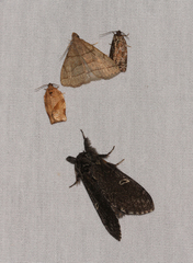 Notodonta torva simplaria