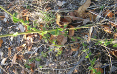 Hibiscus micranthus