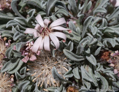 Townsendia scapigera