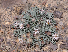 Townsendia scapigera