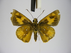Osmodes laronia