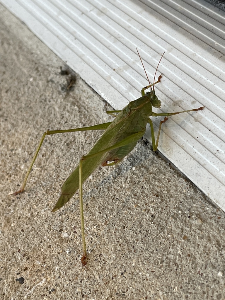 Forktailed Bush Katydid from Pioneer Trail, Cedar Hill, TX, US on