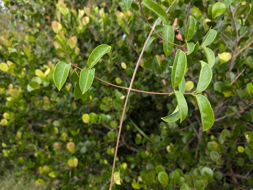 Image of Medicine Vine (Hippocratea volubilis) by (c) Damien Wallace, some rights reserved (CC BY)