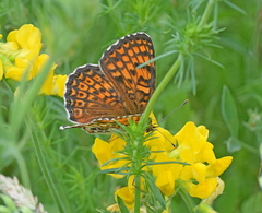 Melitaea arduinna