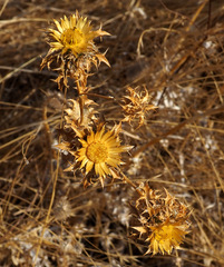Carlina libanotica