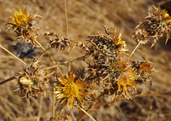 Carlina libanotica