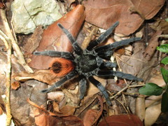 Tliltocatl epicureanus