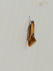 Batia lunaris