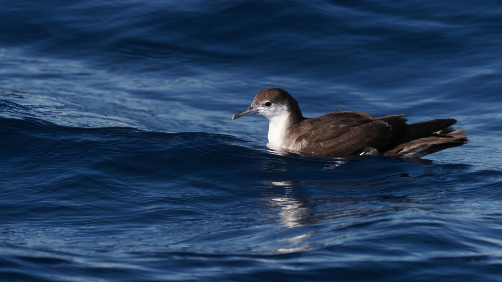 Sargasso shearwater resting on blue water, dark back and white front