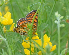 Melitaea arduinna
