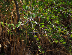 Ziziphus lotus