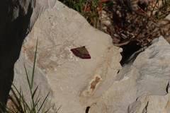 Phytometra viridaria