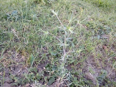 Eryngium caeruleum