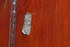 Spodoptera cilium