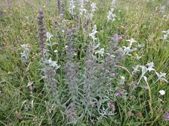 Pontechium maculatum