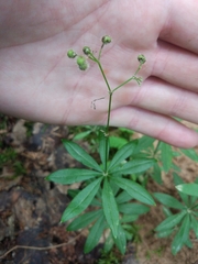 Galium intermedium