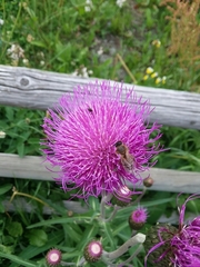 Carduus defloratus