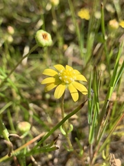Blennosperma bakeri