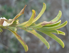 Leucas capensis image