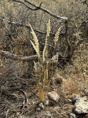 Enneapogon cenchroides
