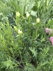 Castilleja septentrionalis