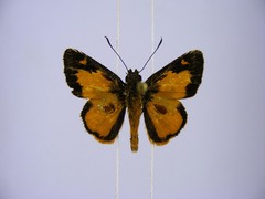 Osmodes lindseyi lindseyi