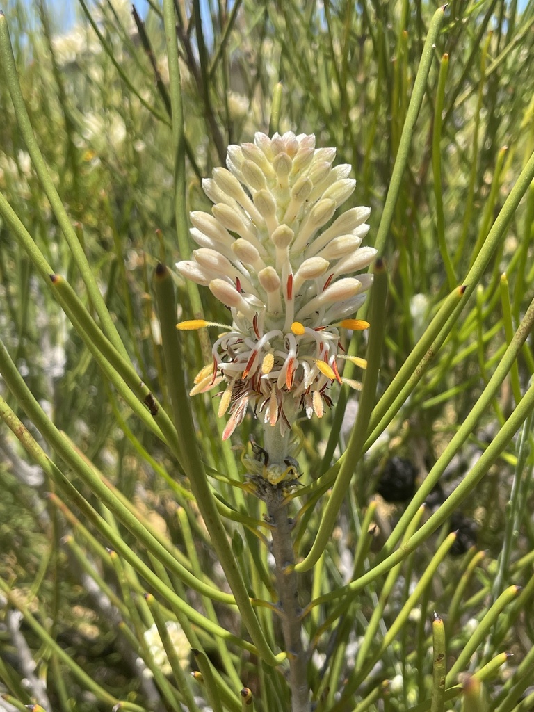 Petrophile semifurcata