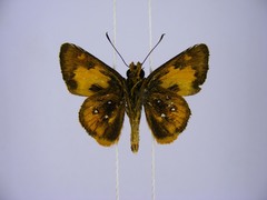 Osmodes lindseyi lindseyi