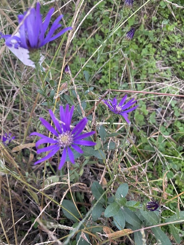 Image of Symphyotrichum georgianum by no rights reserved