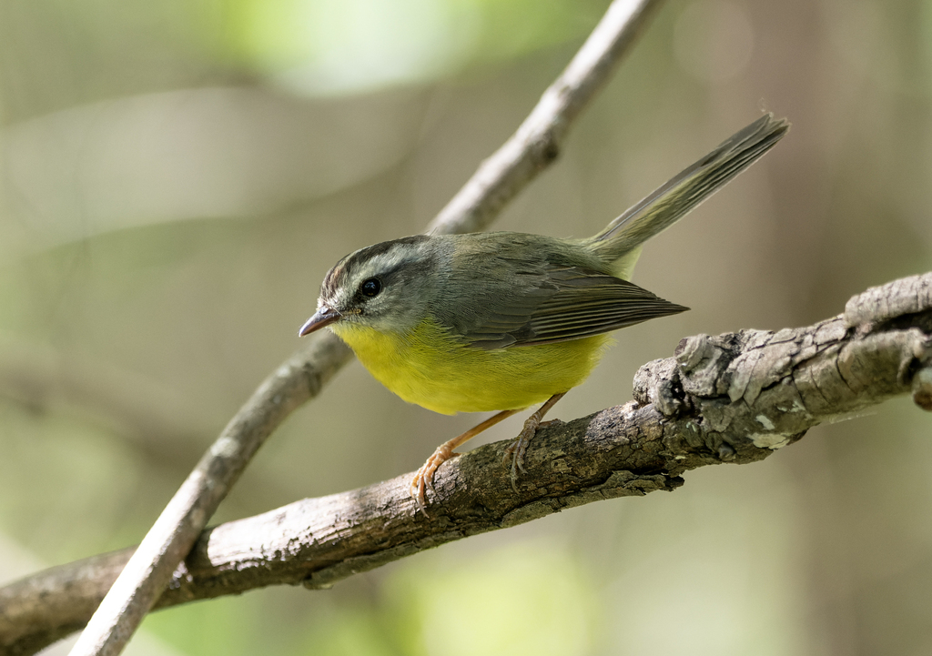 Stripe-crowned Warbler