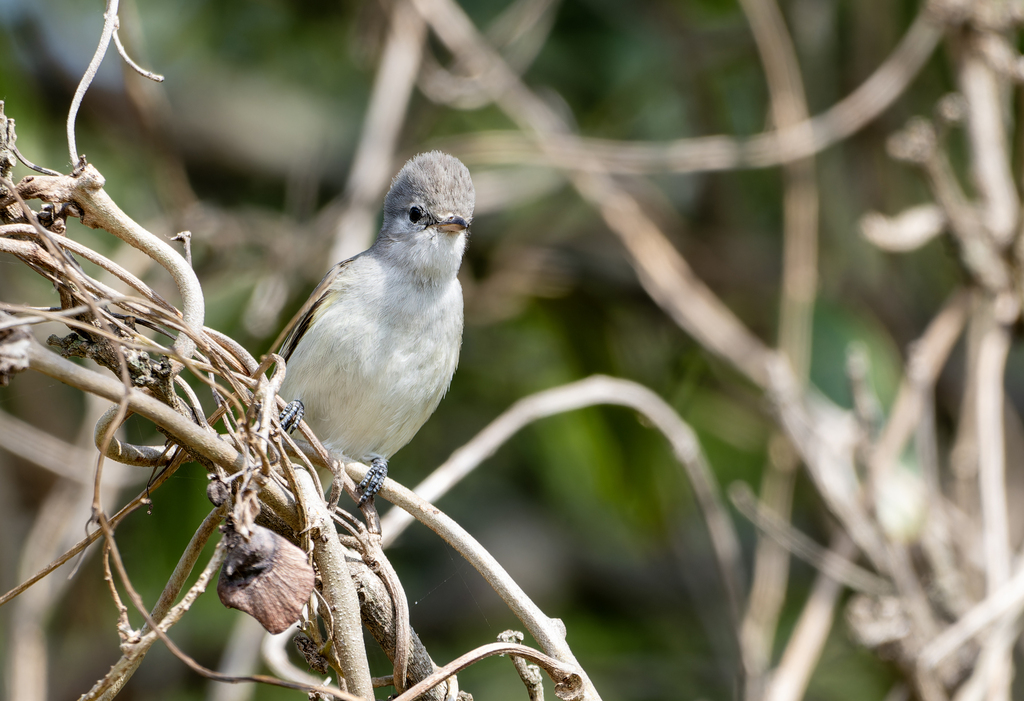 Southern Beardless Tyrannulet