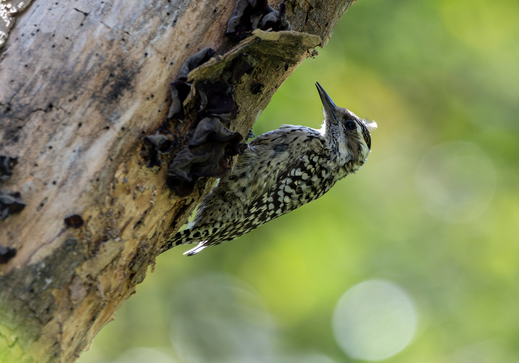Veniliornis mixtus mixtus