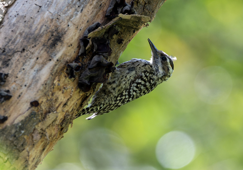 Veniliornis mixtus mixtus