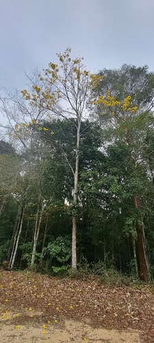 Handroanthus arianeae (A.H.Gentry) S.O.Grose 2