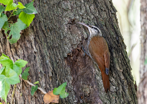Narrow-billed Woodcreeper