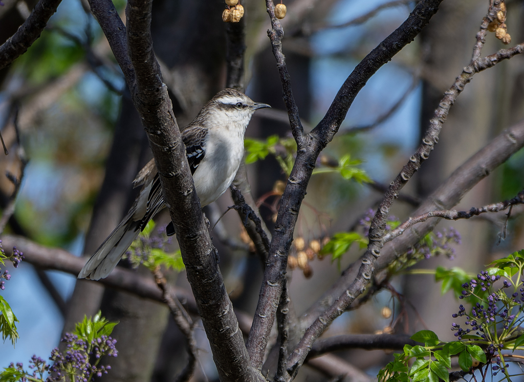 Chalk-browed Mockingbird
