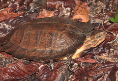 Western Black-Bridged Leaf Turtle photo 1