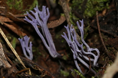 Ramariopsis pulchella