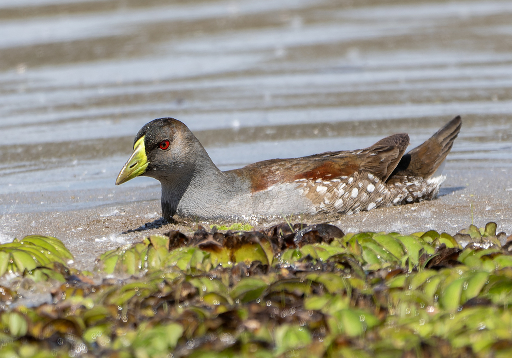 Spot-flanked Gallinule