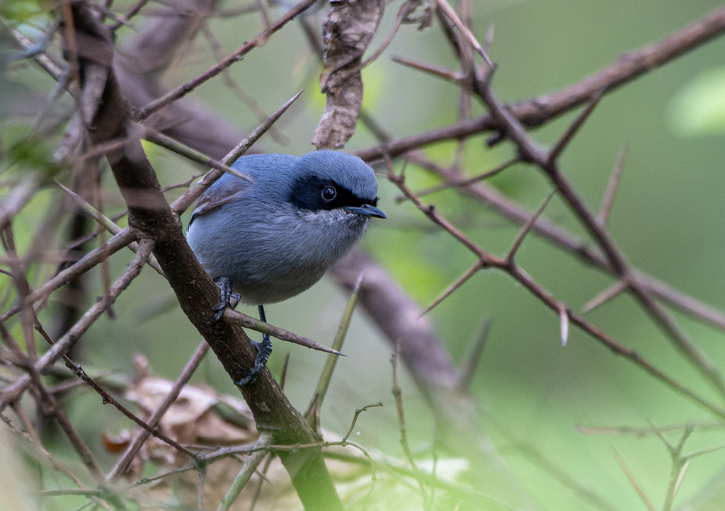 Masked Gnatcatcher