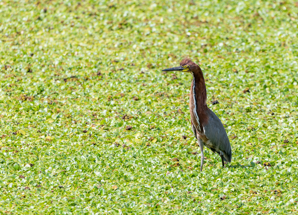 Rufescent Tiger-heron