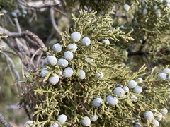 Juniperus osteosperma