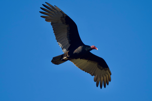 Turkey Vulture photographed in California