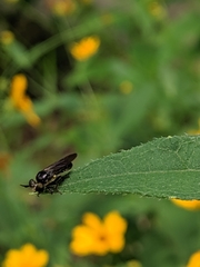 Cerotainia